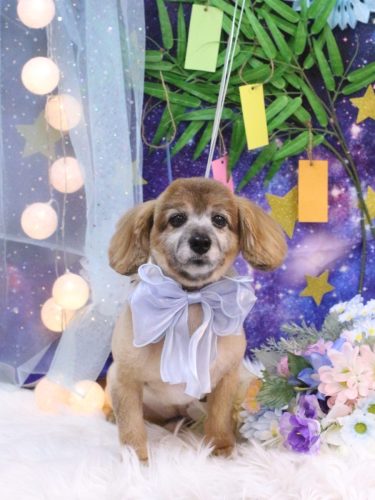 20250705チョビ助くん